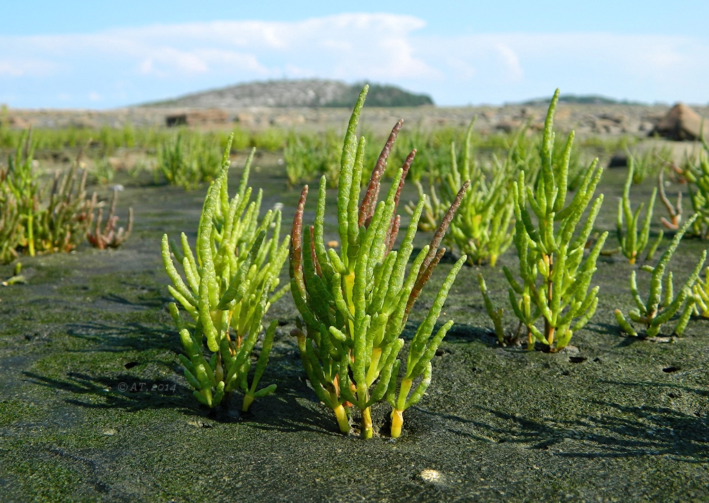 Изображение особи Salicornia perennans.