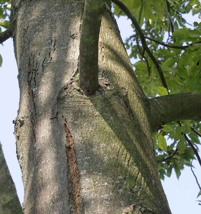 Изображение особи Carya ovata.