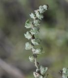 Image of taxon representative. Author is Роланд Цандекидис