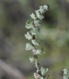 Atriplex patula. Побег с плодами. Греция, Халкидики, п-в Ситония (Σιθωνία), пляж. 25.09.2014.