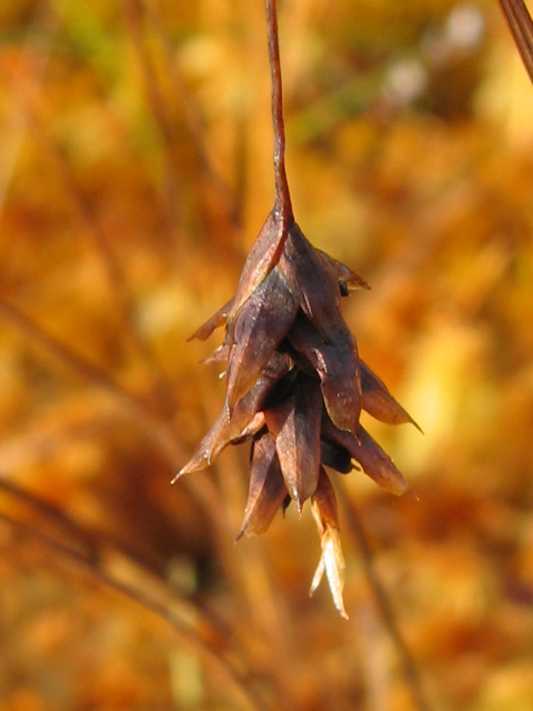 Image of Carex limosa specimen.