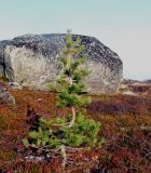 Pinus friesiana. Молодое растение. Кольский п-ов, Восточный Мурман, окр. пос. Туманный, район Нижнесеребрянской ГЭС, вершина сопки. 12.10.2014.