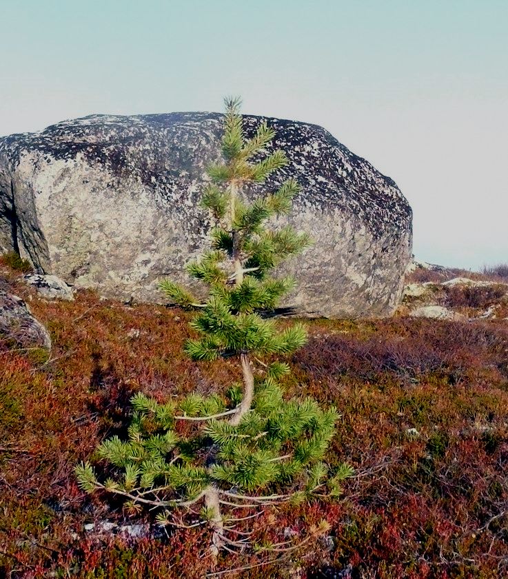 Изображение особи Pinus friesiana.