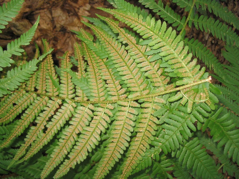 Image of Dryopteris filix-mas specimen.