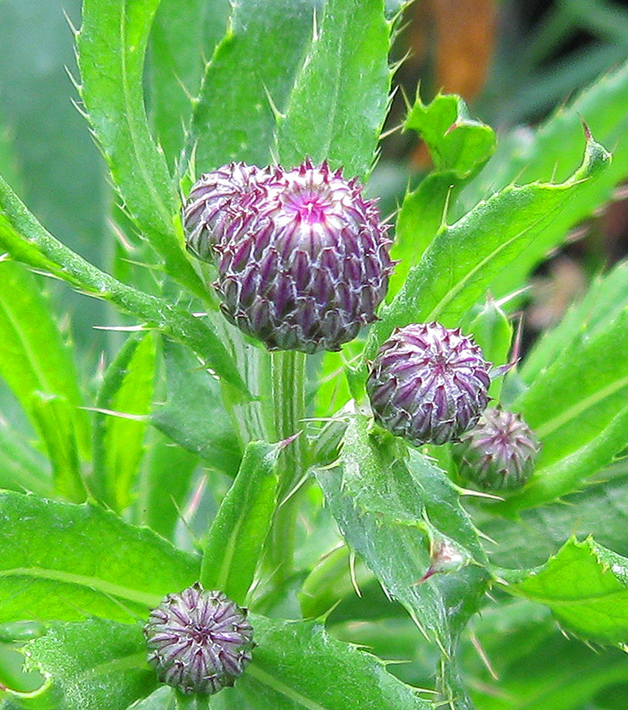 Image of Cirsium arvense specimen.