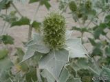 Eryngium maritimum