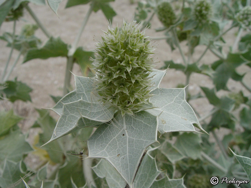 Image of Eryngium maritimum specimen.