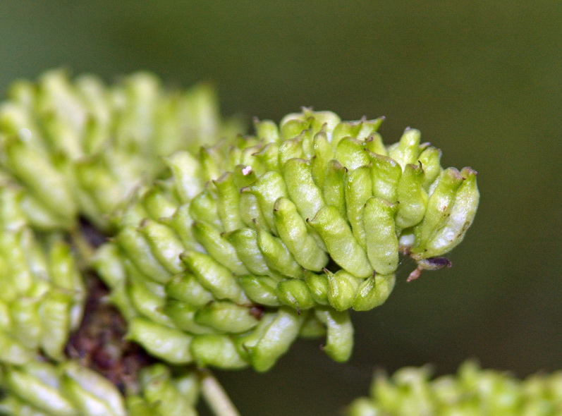 Image of Cimicifuga foetida specimen.