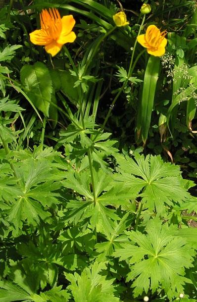 Изображение особи Trollius macropetalus.