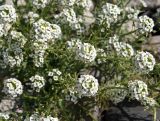 Lobularia maritima