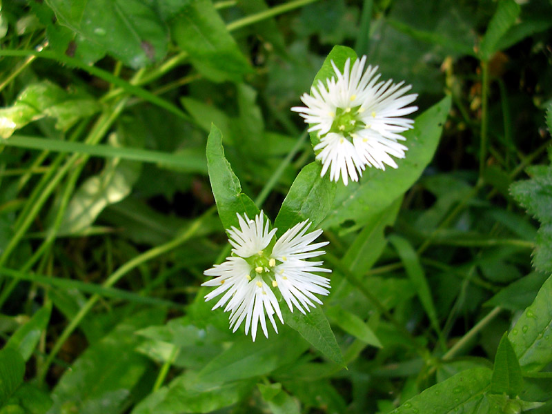 Изображение особи Fimbripetalum radians.