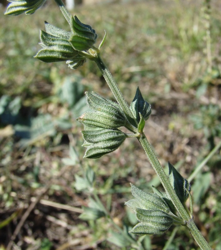 Image of Salvia reflexa specimen.