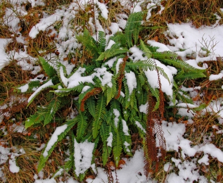 Изображение особи Blechnum spicant.