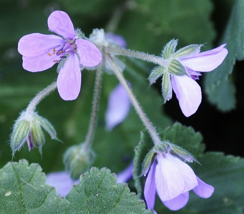 Изображение особи Erodium malacoides.