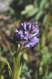 Polygala comosa