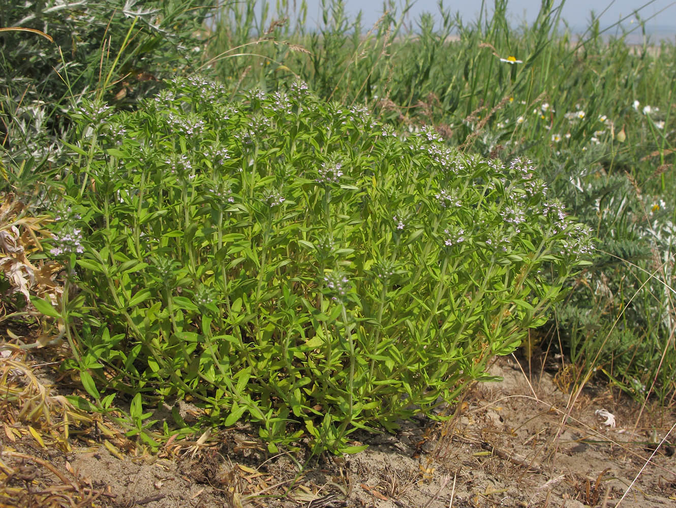 Изображение особи Thymus marschallianus.