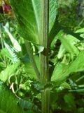 Cirsium heterophyllum