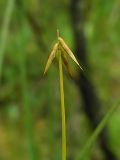 Carex pauciflora