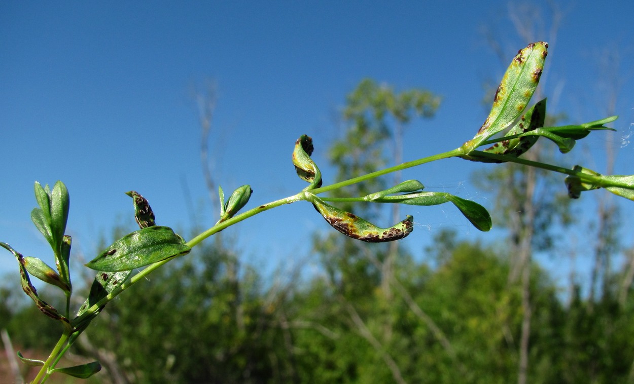 Image of Stellaria graminea specimen.