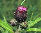 Cirsium heterophyllum. Нераспустившиеся соцветия. Московская обл., Раменский р-н, окр. ж.-д. платформы Хрипань, просека под ЛЭП. 10.06.2015.