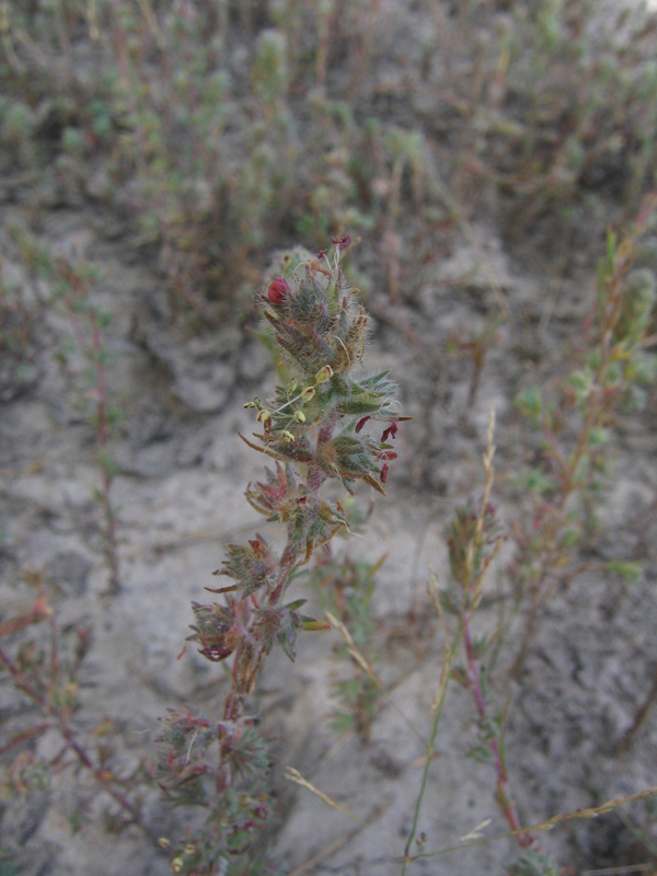 Изображение особи Camphorosma songorica.