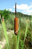 genus Typha. Верхушка плодоносящего растения. Краснодарский край, Сочи, окр. Хосты, сырое рудеральное место. 14.07.2015.