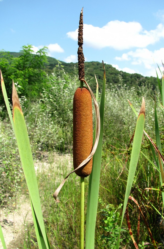 Image of genus Typha specimen.