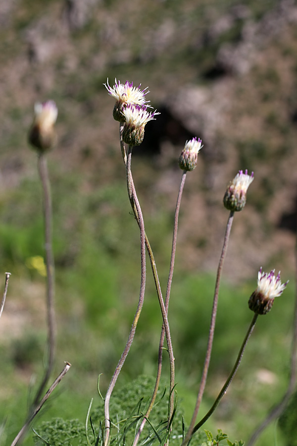 Image of Jurinea suffruticosa specimen.