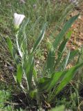 Convolvulus lineatus. Цветущее растение. Западный Крым, южный берег оз. Кызыл-Яр. 10 июня 2015 г.
