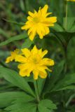 Anemone ranunculoides