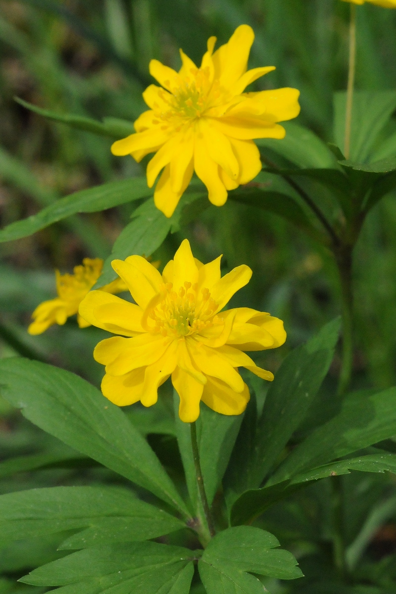 Image of Anemone ranunculoides specimen.