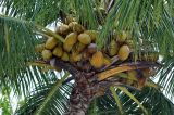 Cocos nucifera