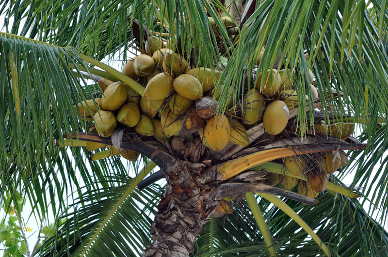 Изображение особи Cocos nucifera.