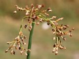 Schoenoplectus lacustris