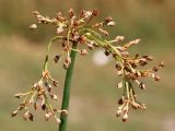 Schoenoplectus lacustris. Верхушка побега с соплодием. Ростовская обл., Неклиновский р-н, Платовское с/п, дол. р. Мокрый Еланчик, на прирусловом аллювии. 25.08.2015.