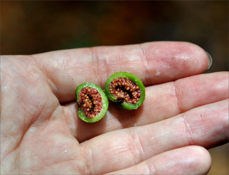 Image of Ficus fistulosa specimen.