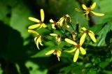 Senecio propinquus. Верхушка побега с соцветием. Адыгея, плато Лаго-Наки, тропа к перевалу Гузерипль. 19.09.2015.