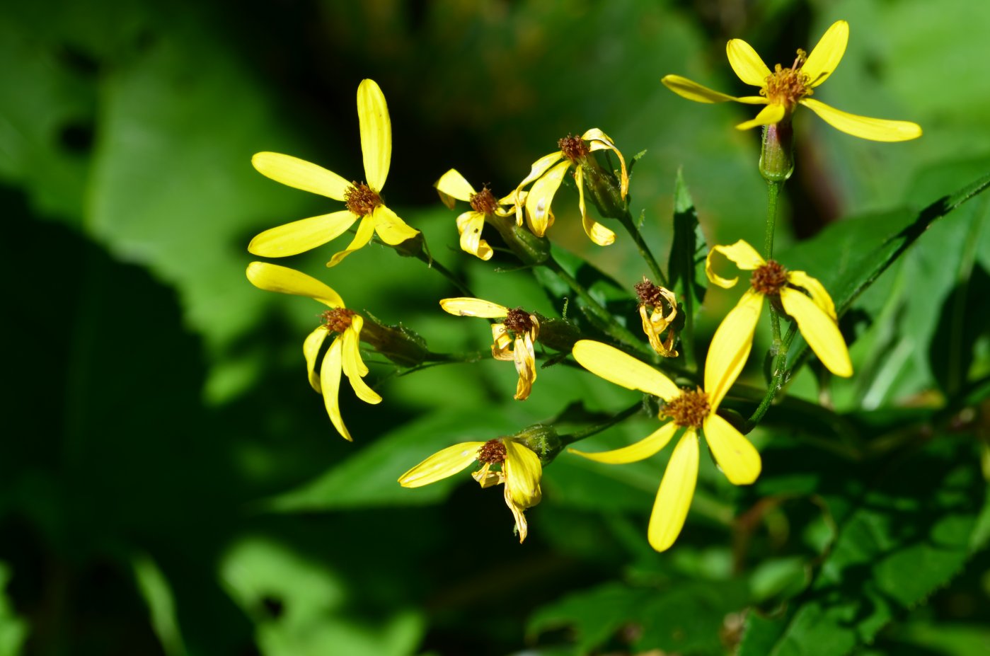 Image of Senecio propinquus specimen.