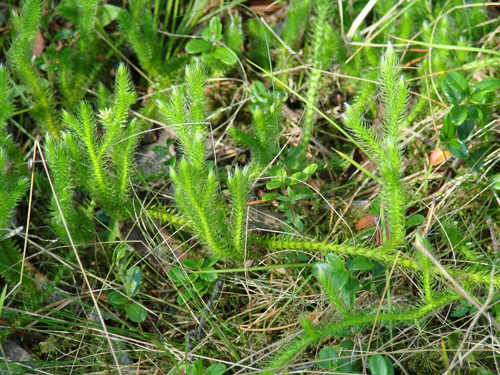 Image of Lycopodium clavatum specimen.