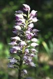 Orchis simia. Соцветие. Крым, Бахчисарайский р-н, на юго-запад от с. Красный Мак, пещерный город, на скалах. 23 апреля 2008 г.