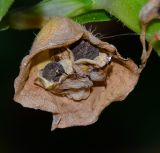 Commelina erecta