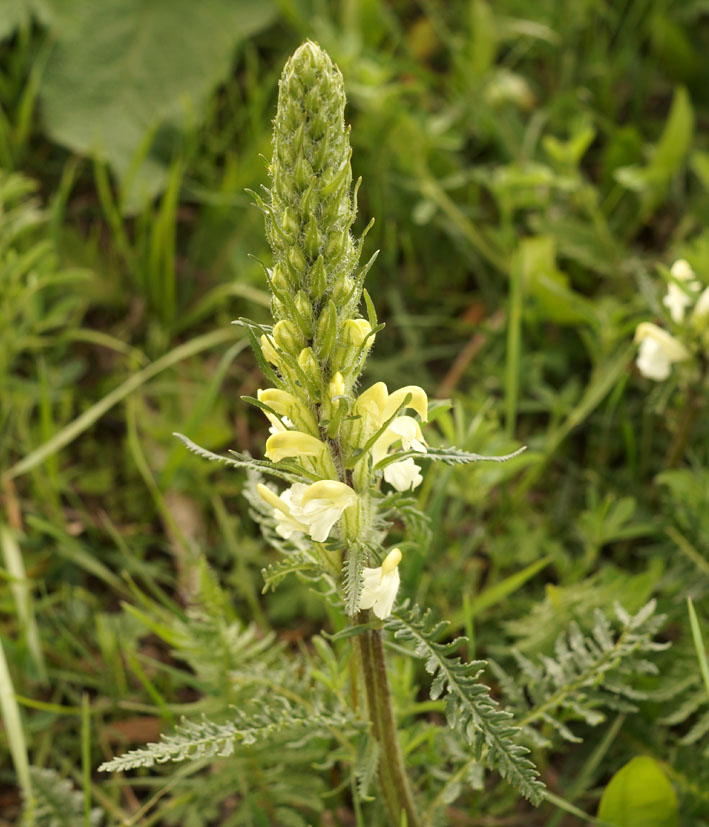 Изображение особи Pedicularis dolichorrhiza.