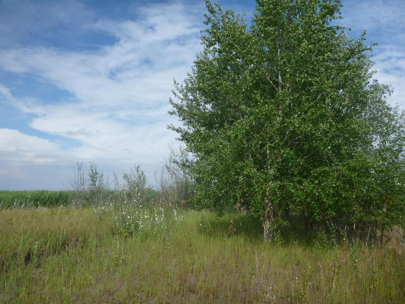 Image of genus Populus specimen.