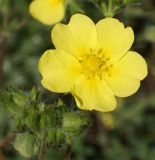 Potentilla recta