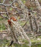 Populus tremula. Отцветающие тычиночные соцветия. Восточный Казахстан, Глубоковский р-н, окр.с. Тарханка, склон сопки. 15.04.2012.