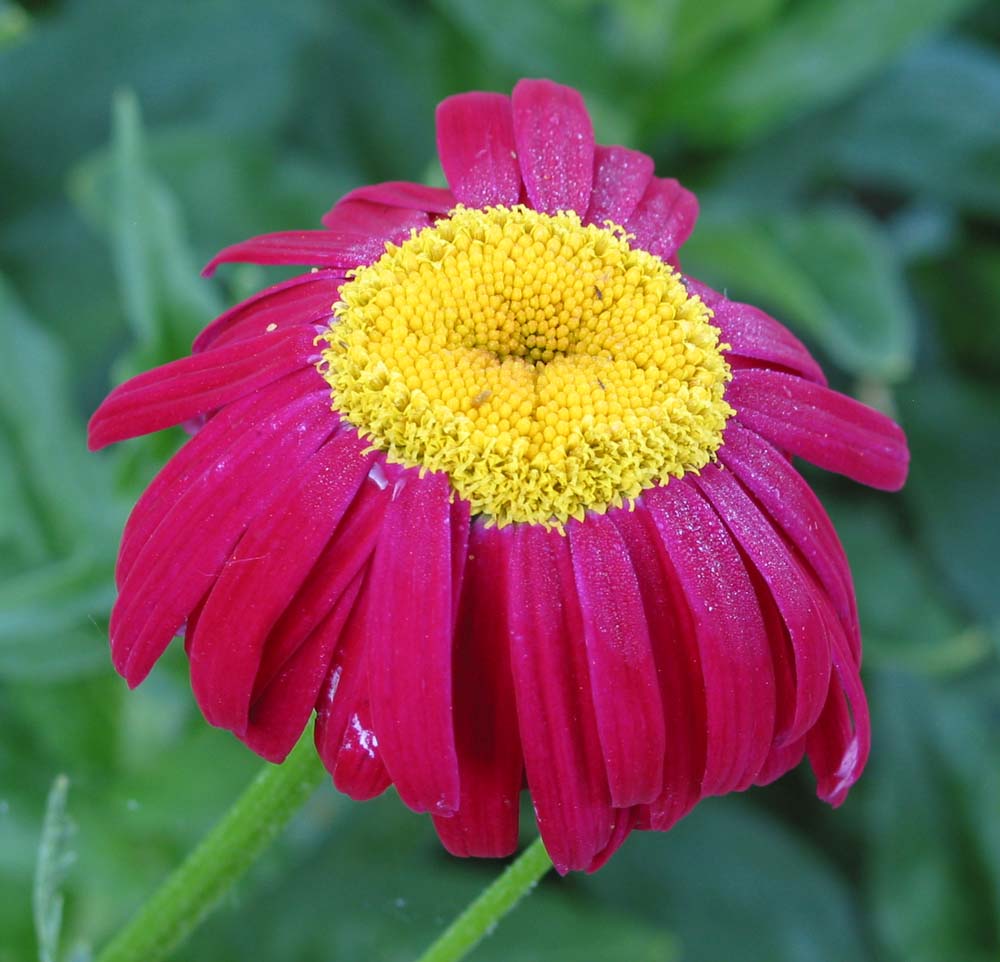 Image of Pyrethrum coccineum specimen.