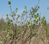 Lonicera pallasii