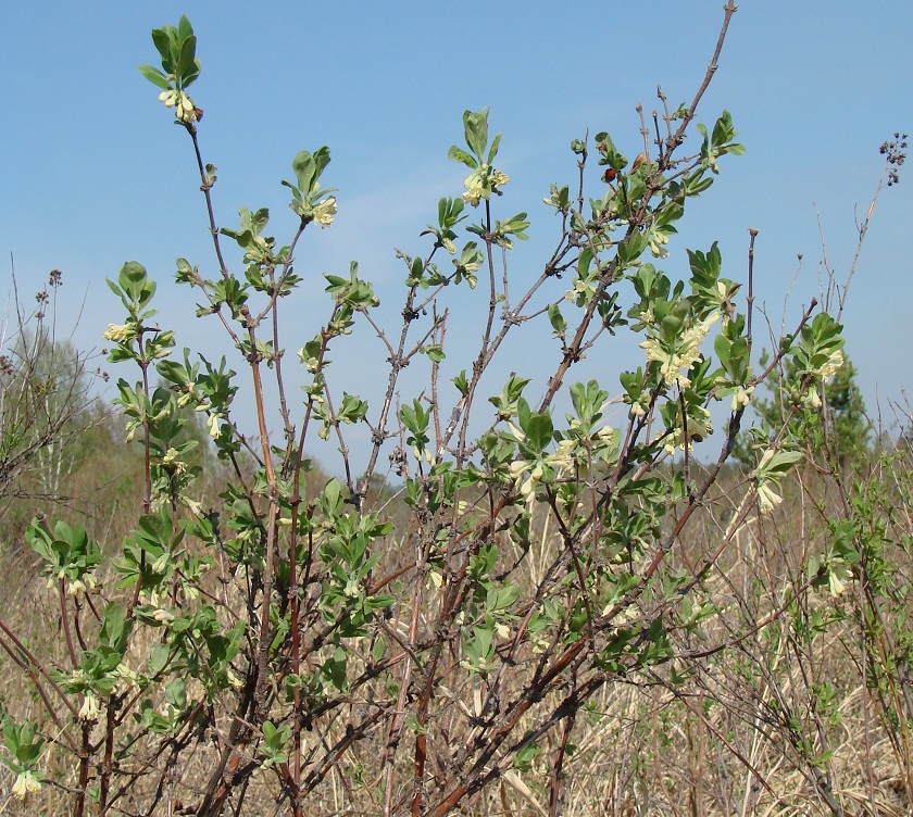 Изображение особи Lonicera pallasii.