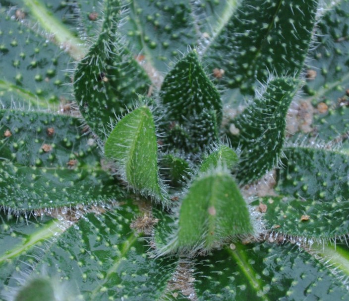 Image of Echium biebersteinii specimen.