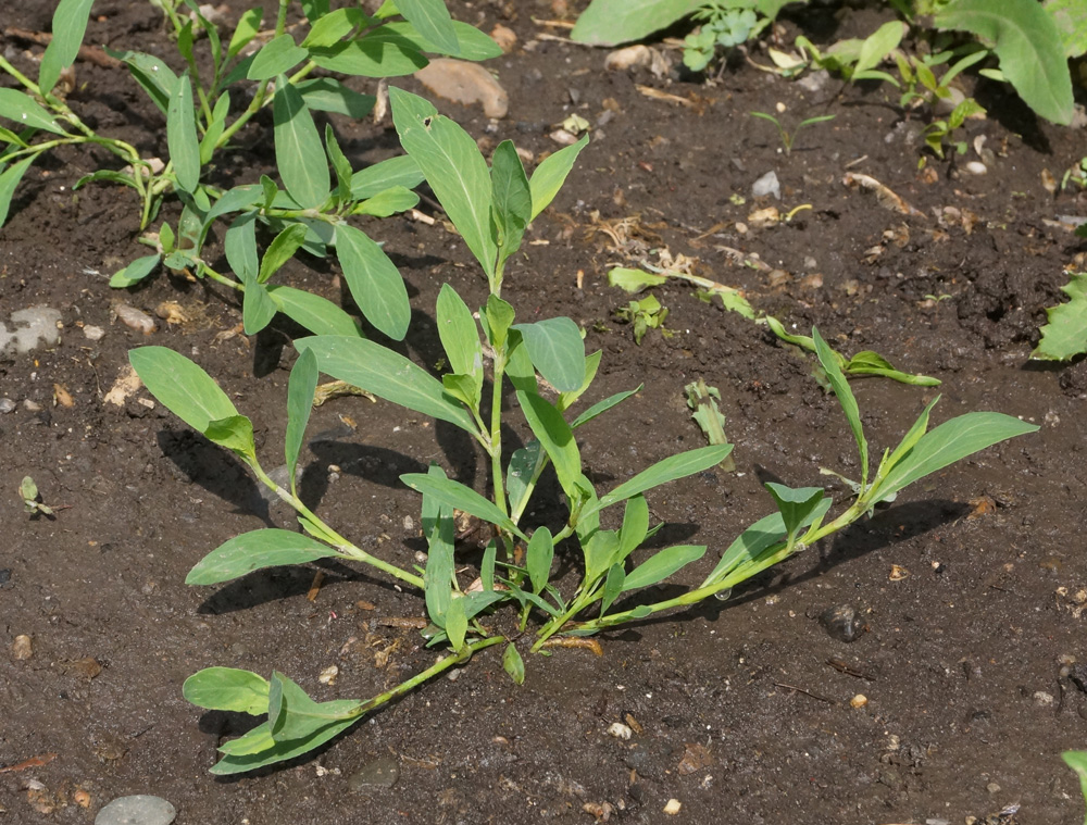 Image of Polygonum arenastrum specimen.